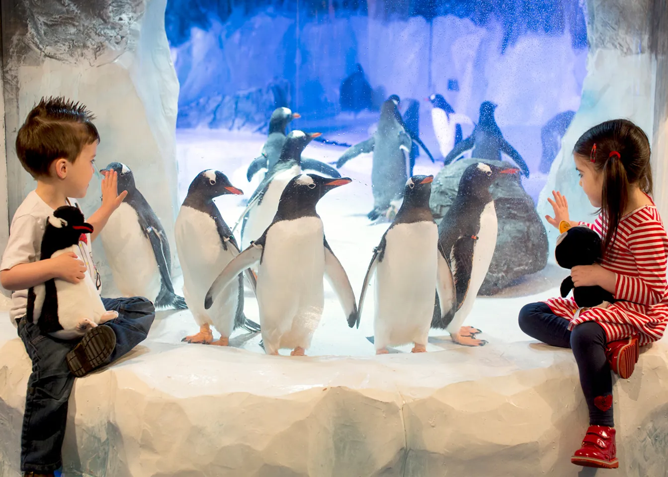 Penguin Ice Adventure